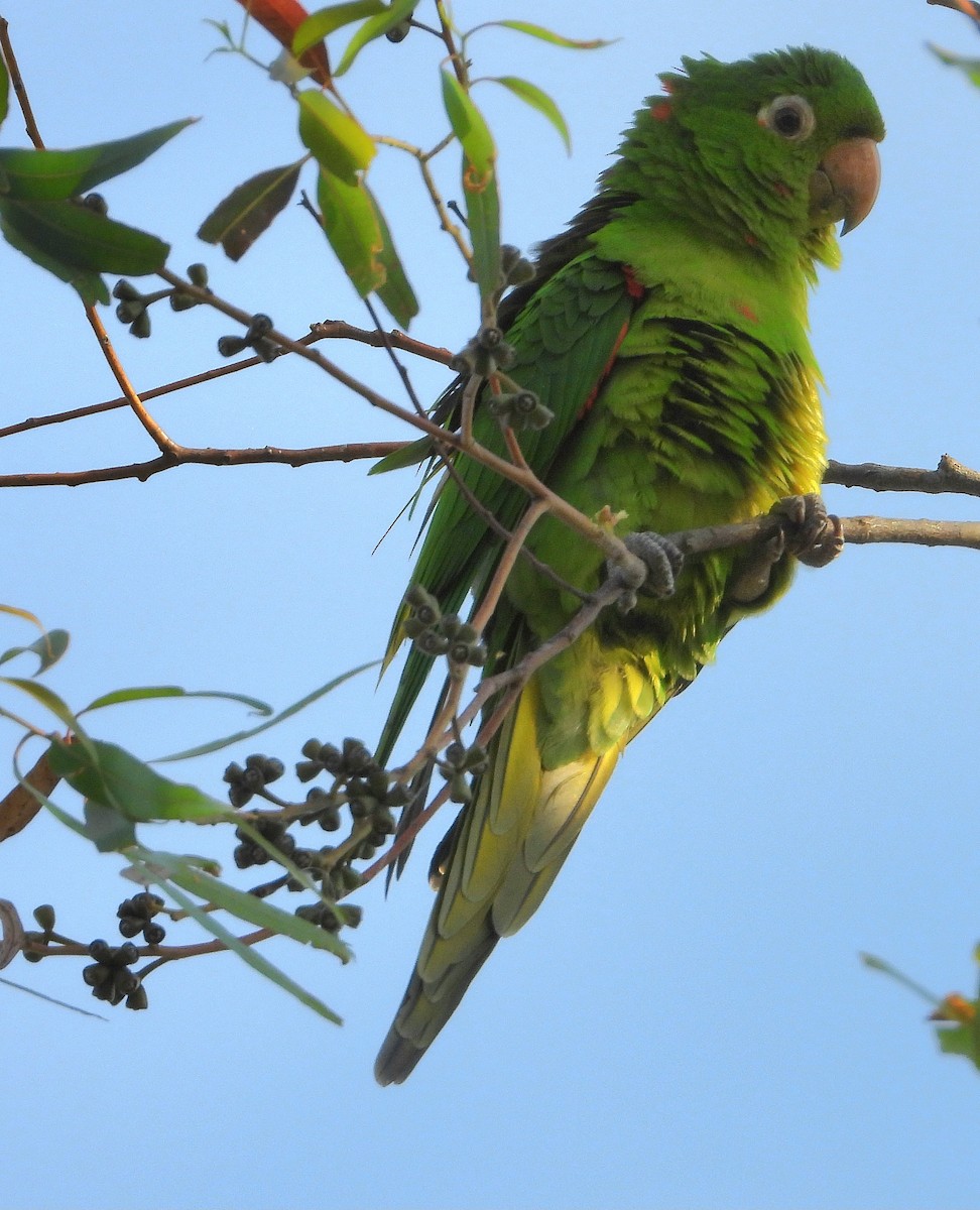 White-eyed Parakeet - ML641192491