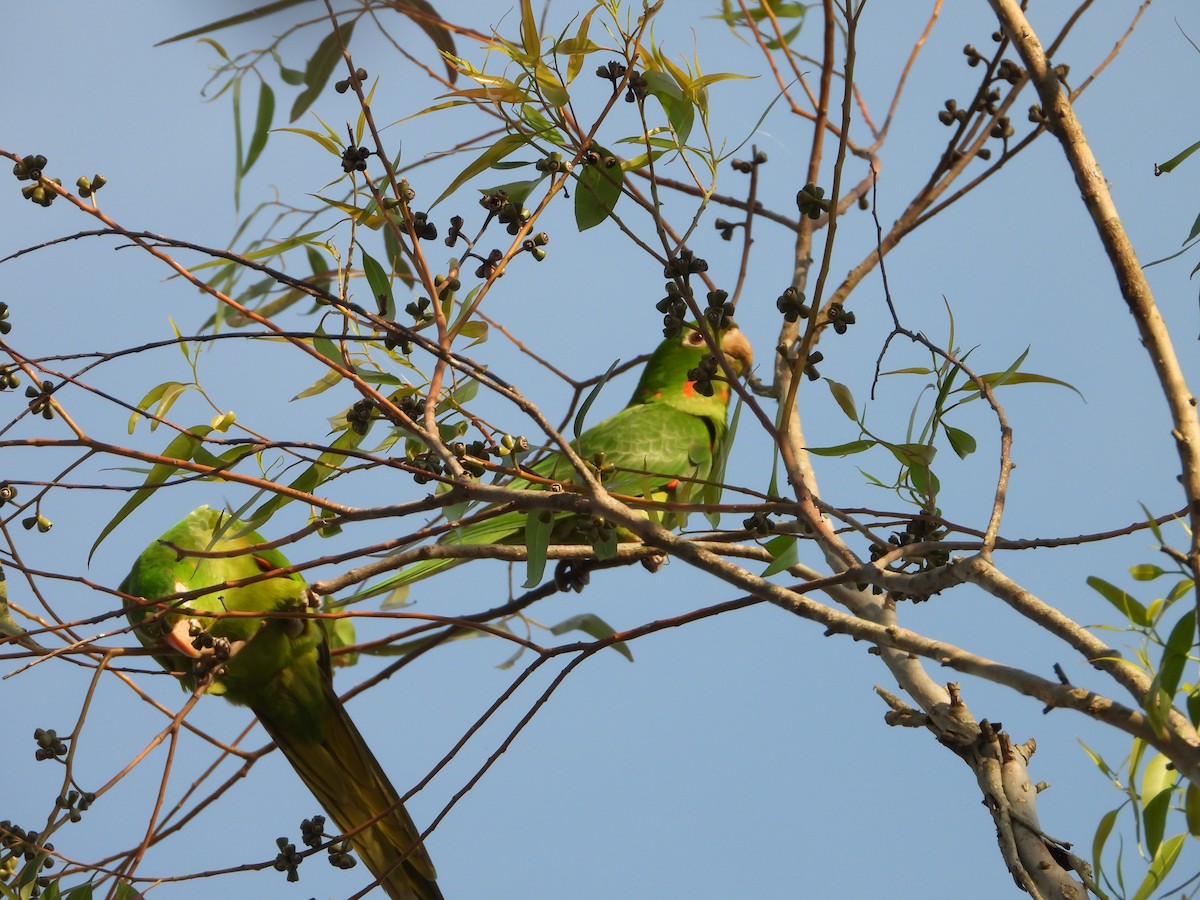 White-eyed Parakeet - ML641192492