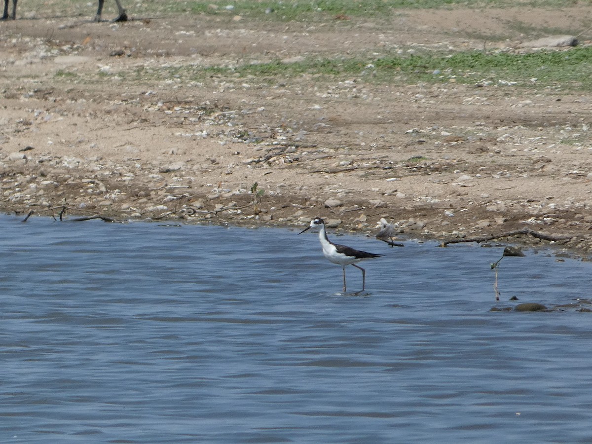Black-necked Stilt - ML641192582