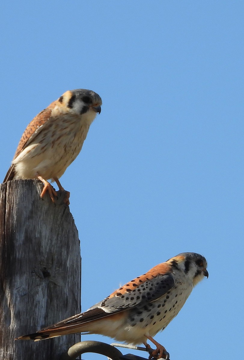 American Kestrel - ML641192594