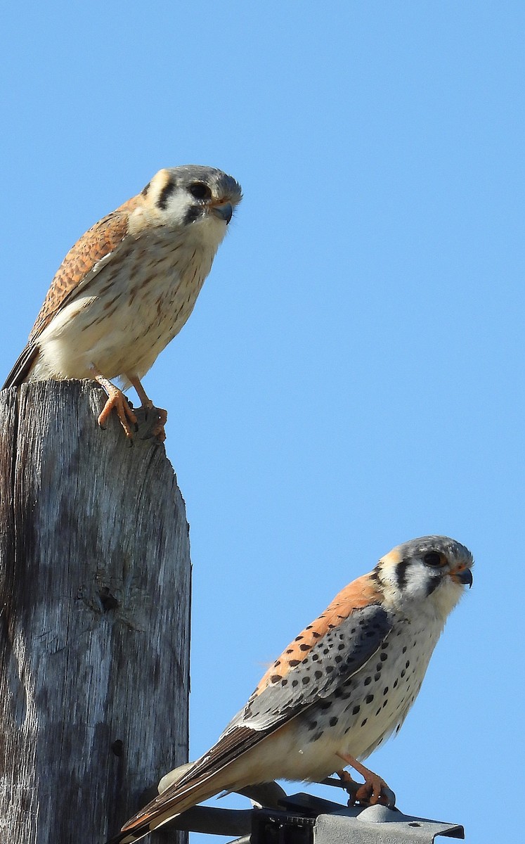 American Kestrel - ML641192595