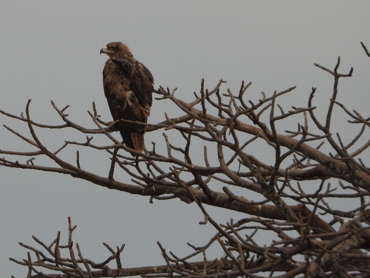 Tawny Eagle - ML641192658