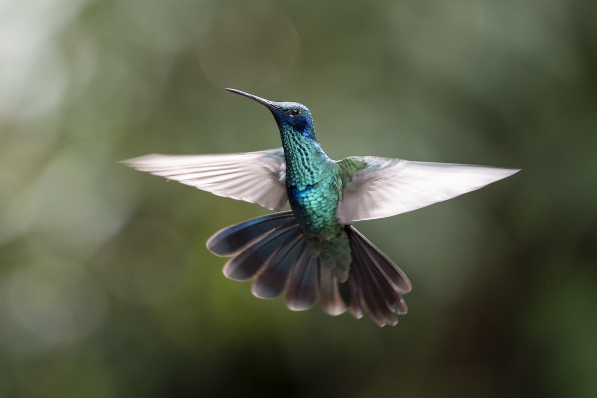 Sparkling Violetear - ML641192678