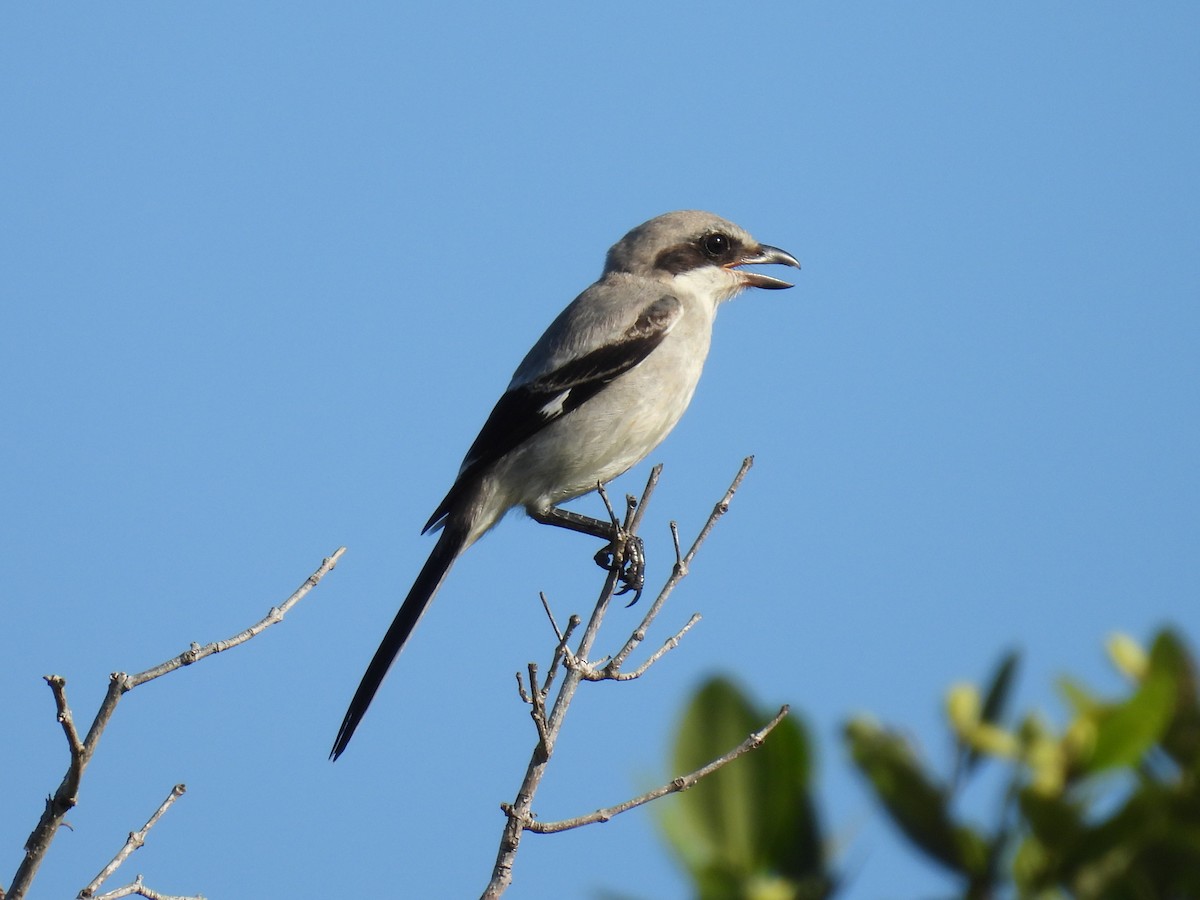 amerikavarsler - ML641192680