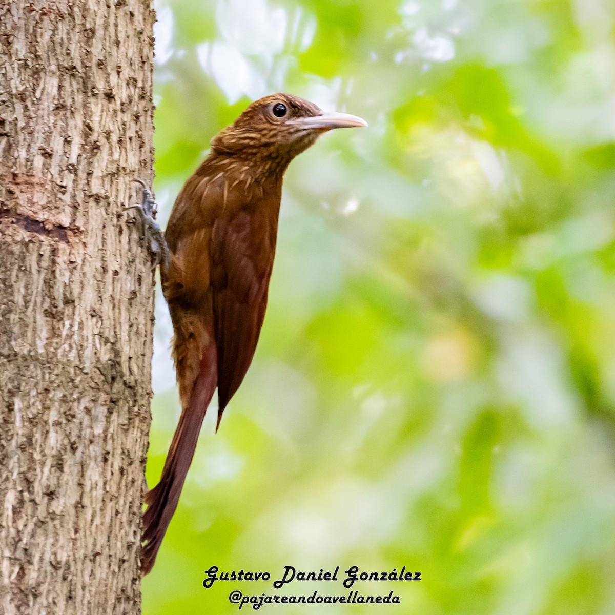 Black-banded Woodcreeper - ML641192722