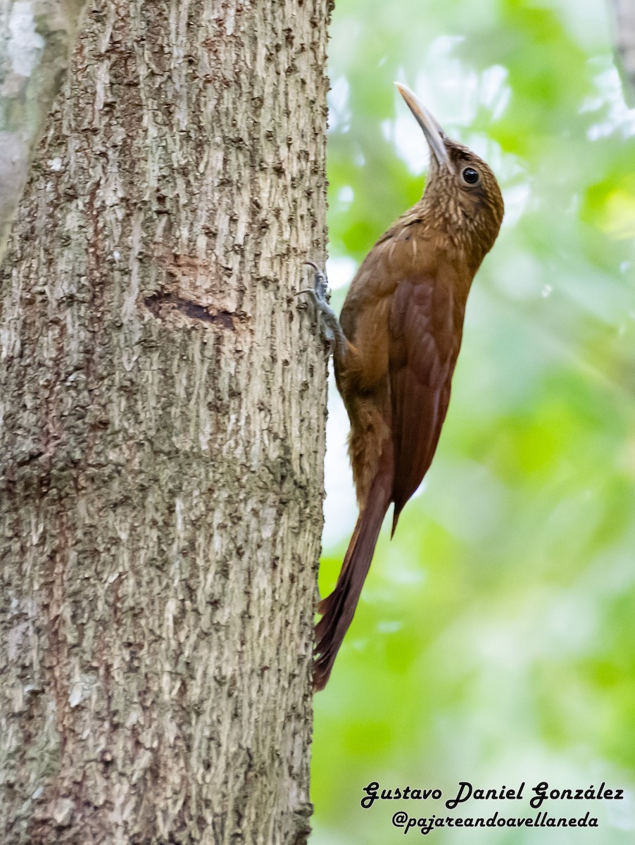 Black-banded Woodcreeper - ML641192723