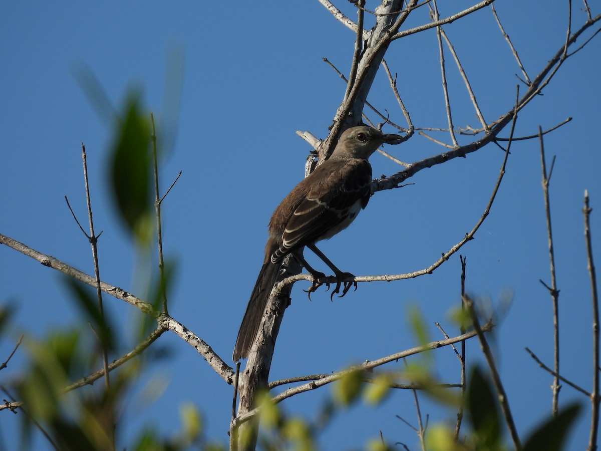 sangspottefugl - ML641192764