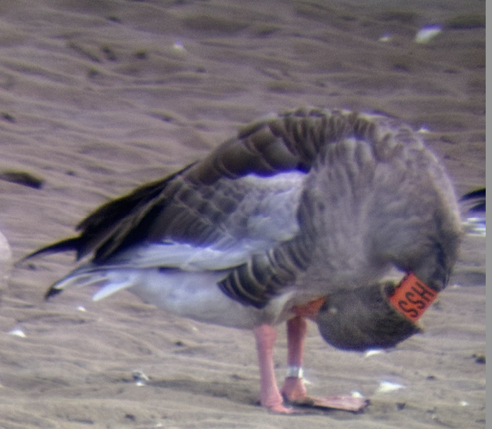 Graylag Goose - ML641192794