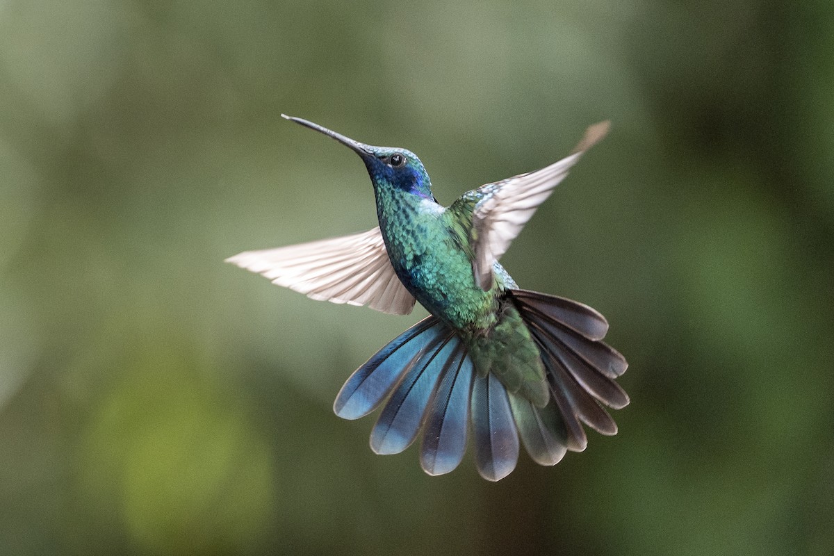 Sparkling Violetear - ML641192804