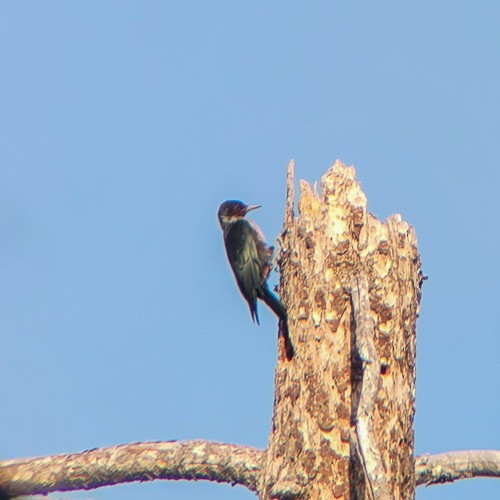 Pic de Lewis - ML641192838