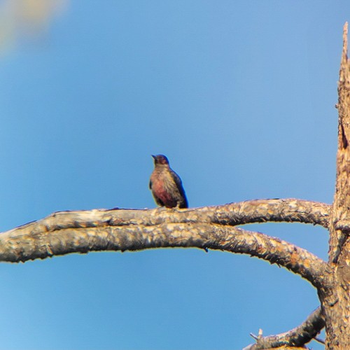 Pic de Lewis - ML641192839