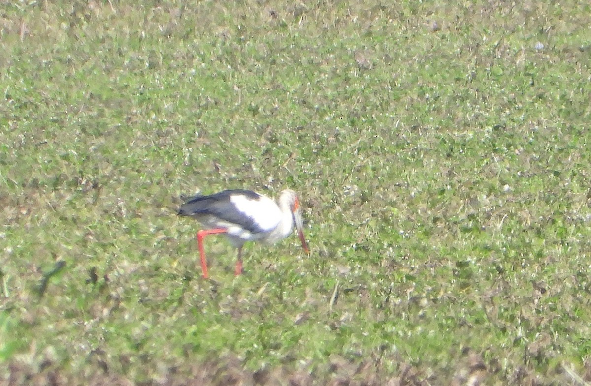 Maguari Stork - ML641192878