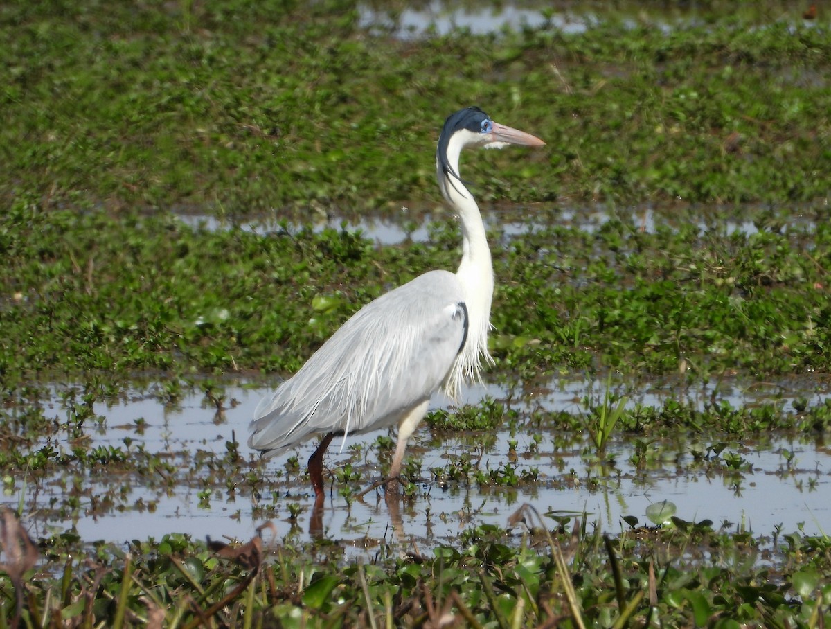 Cocoi Heron - ML641192892