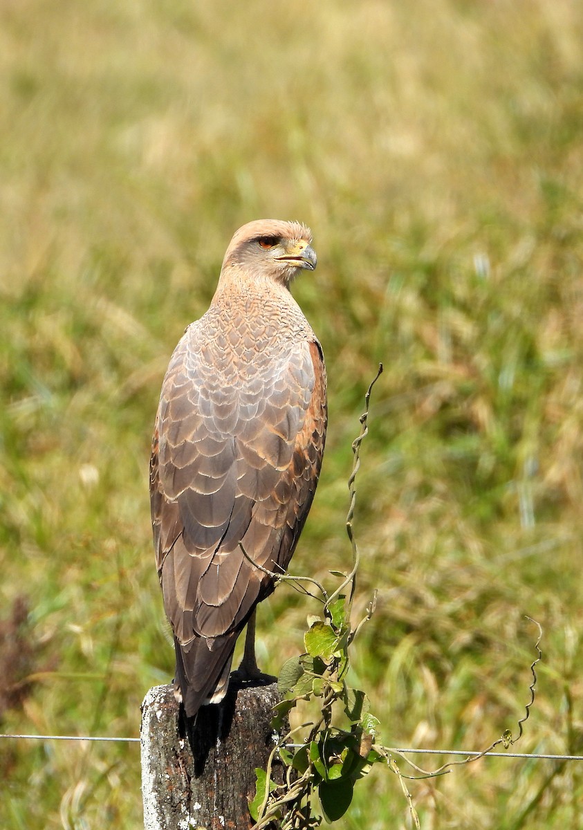 Savanna Hawk - ML641192907