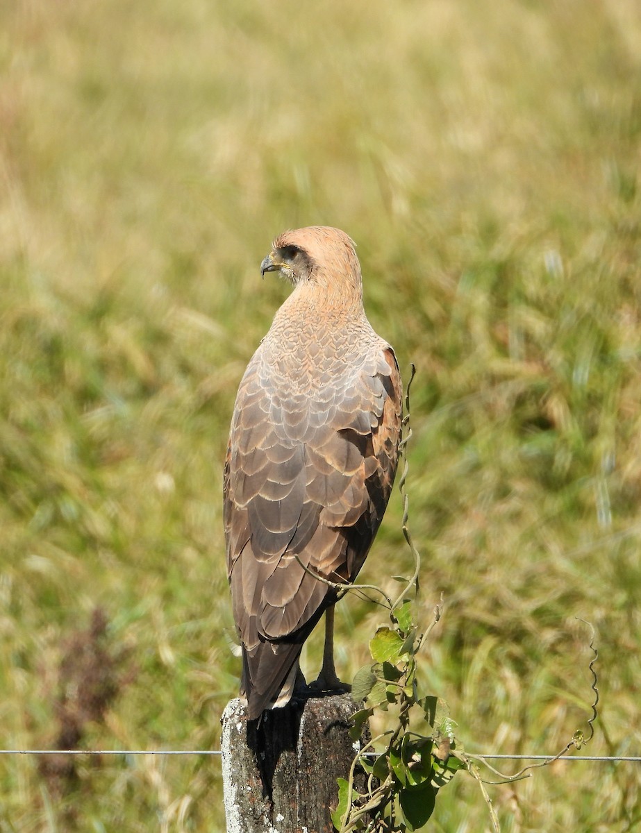 Savanna Hawk - ML641192908