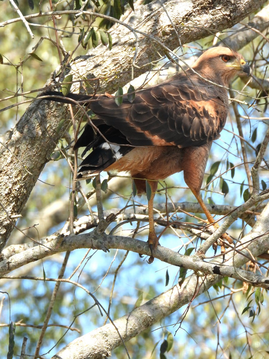 Savanna Hawk - ML641192909