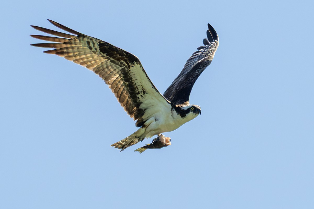 Osprey - ML641192921