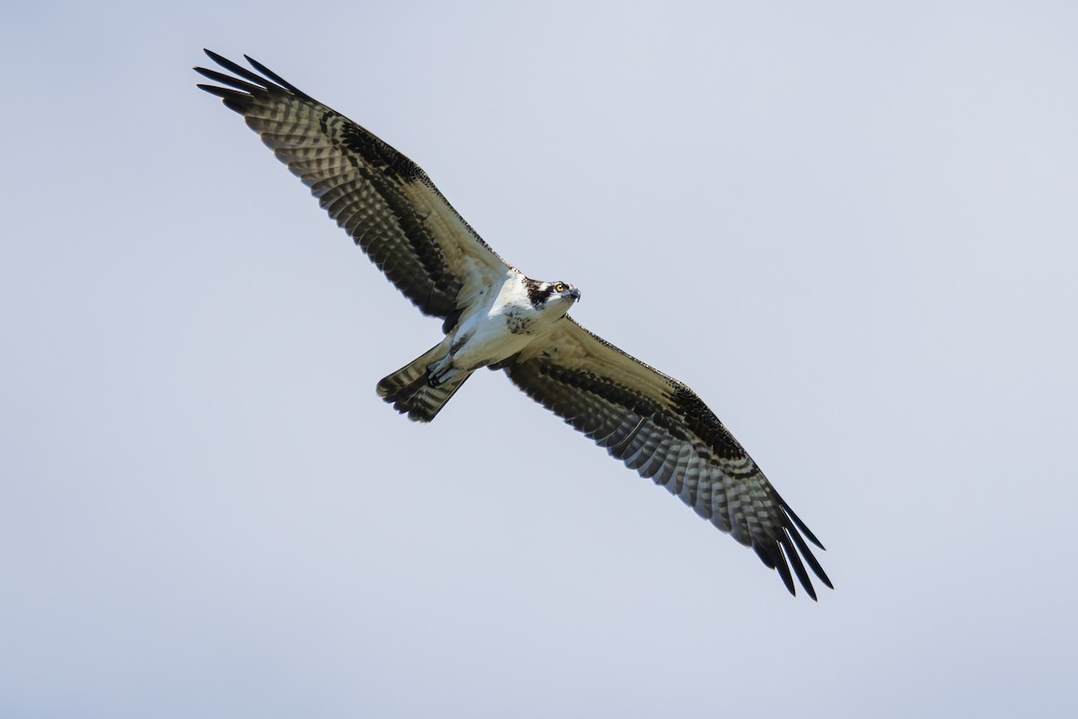 Osprey - ML641192922