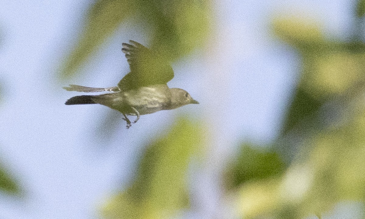 Olive-sided Flycatcher - ML641192927