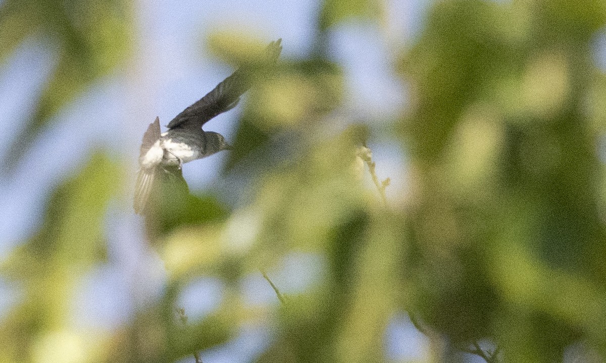 Olive-sided Flycatcher - ML641192929