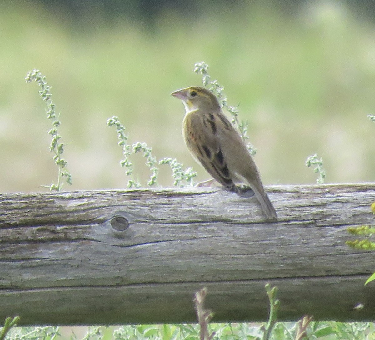 Dickcissel - ML641192943