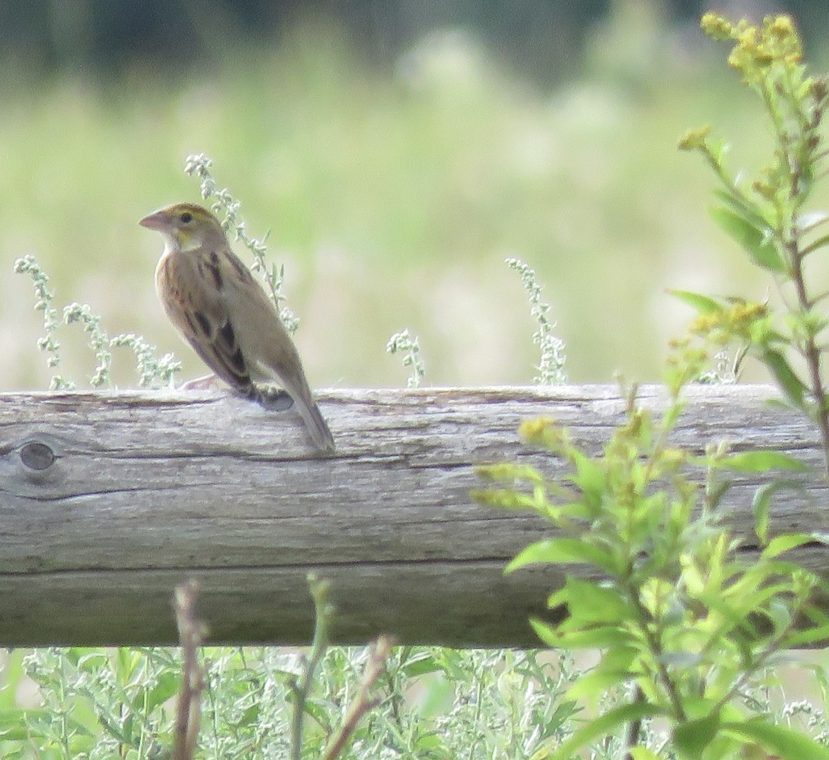 Dickcissel - ML641192944