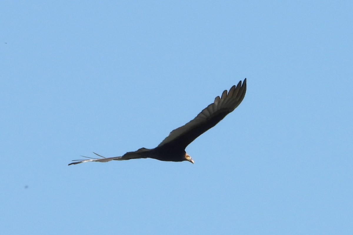 Lesser Yellow-headed Vulture - ML641192980