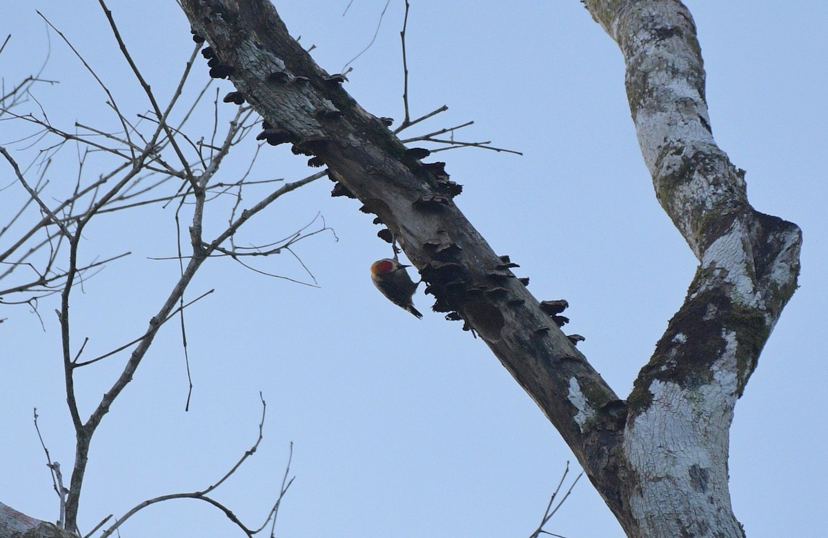 Hoffmann's Woodpecker - ML641192981
