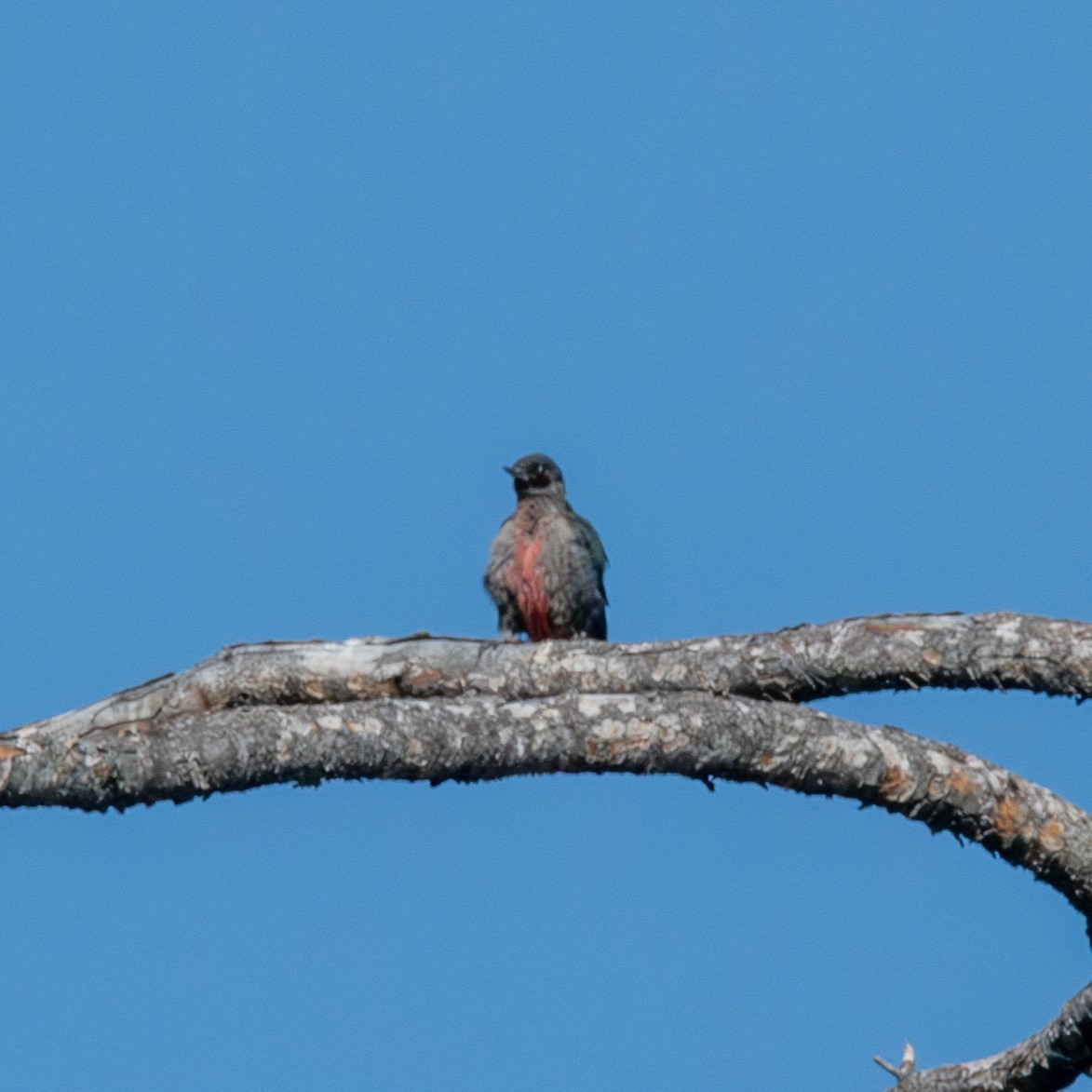 Pic de Lewis - ML641192997