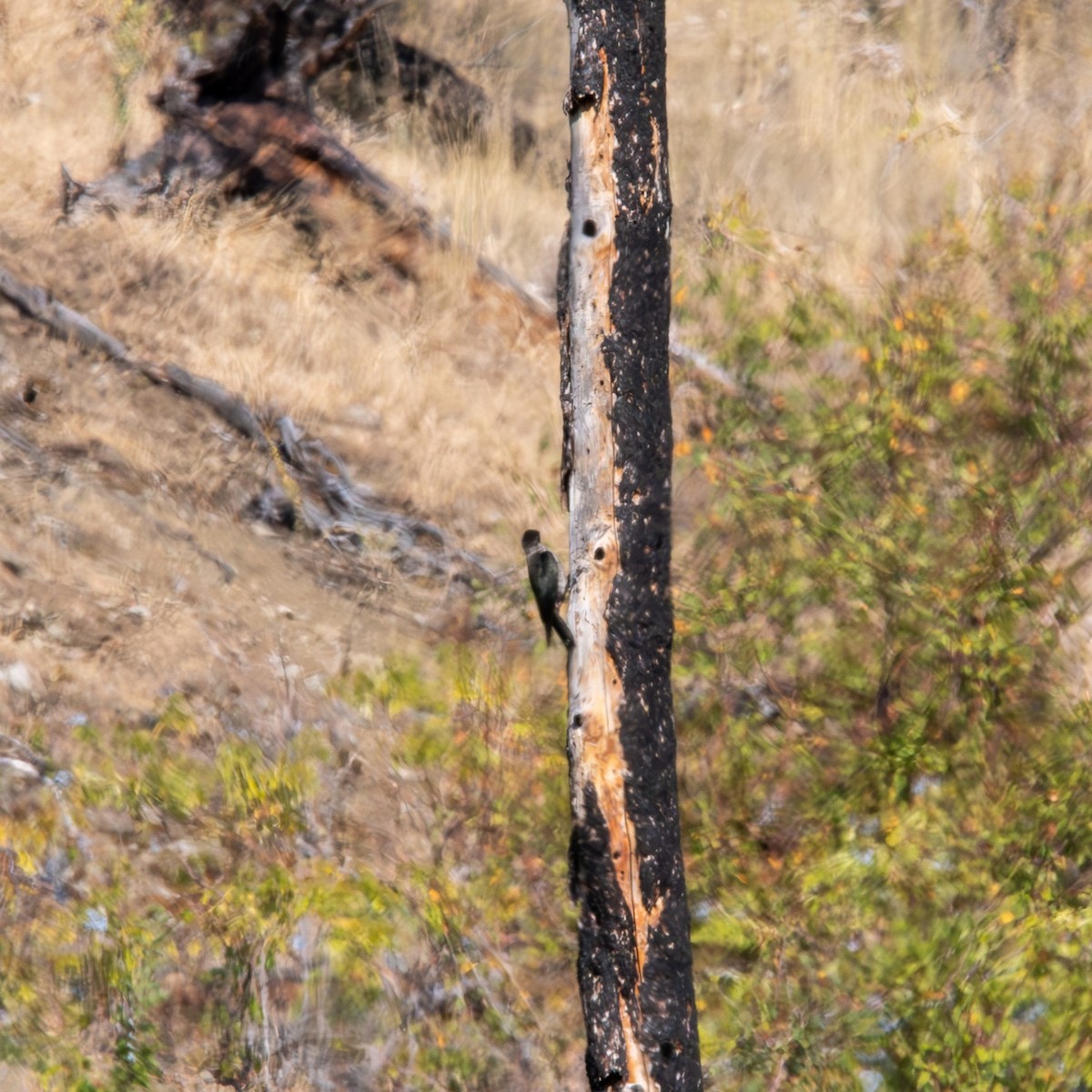 Pic de Lewis - ML641192998