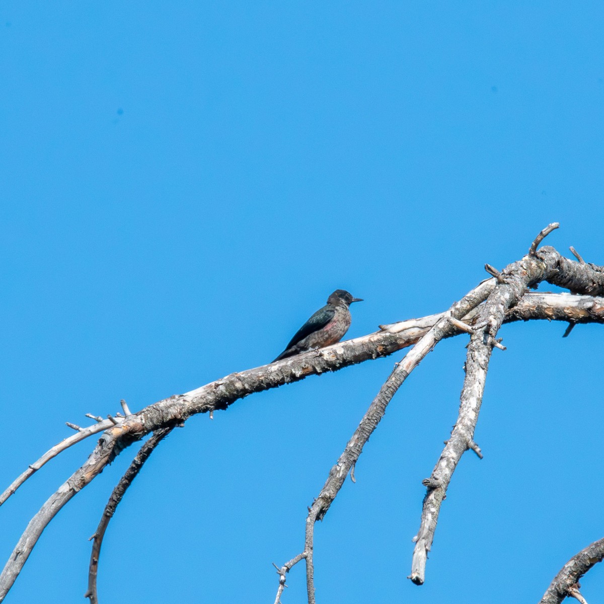 Pic de Lewis - ML641192999