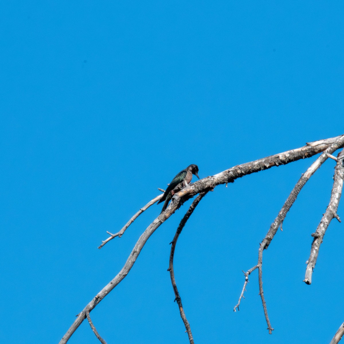 Pic de Lewis - ML641193002