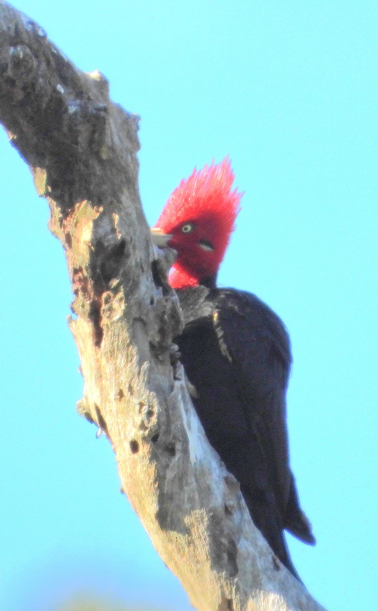 Cream-backed Woodpecker - ML641193080