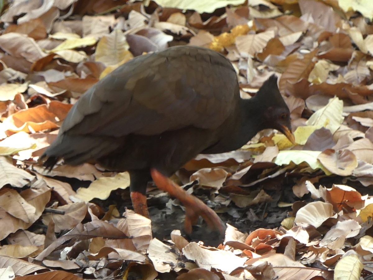 Orange-footed Megapode - ML641193099