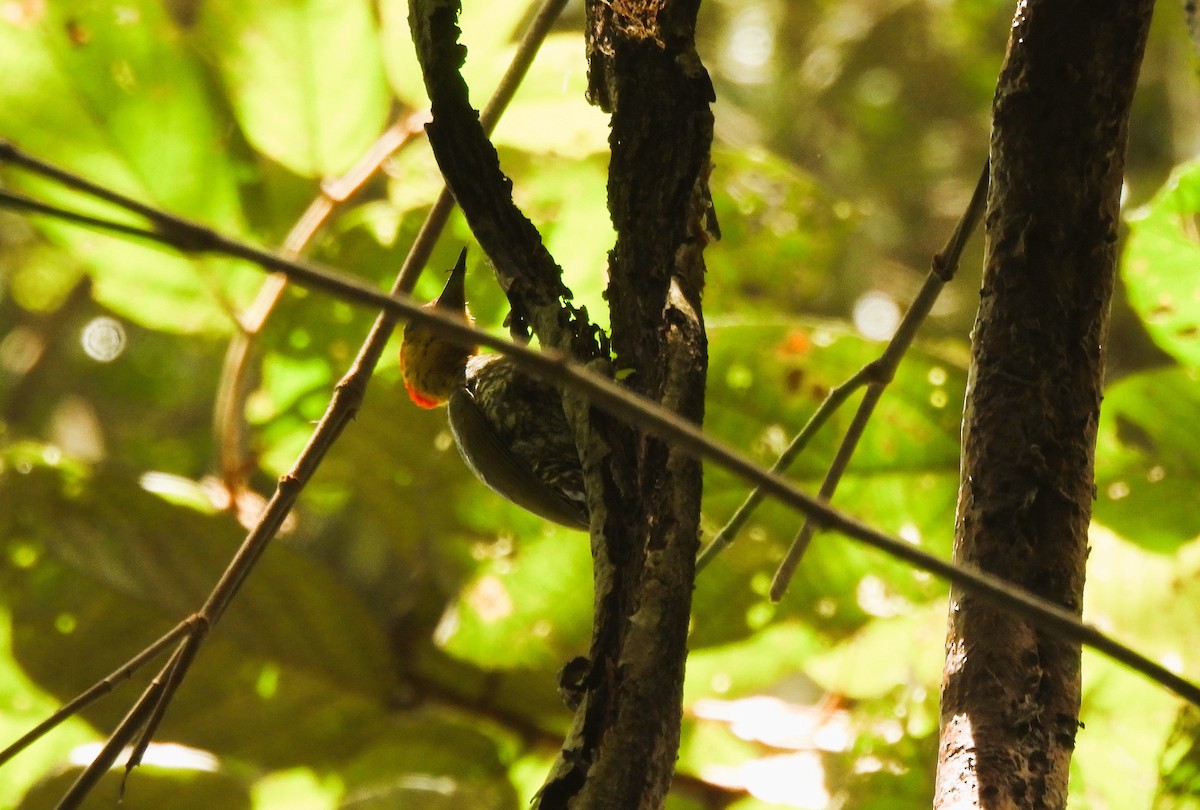 Carpintero Gorjigualdo - ML641193100