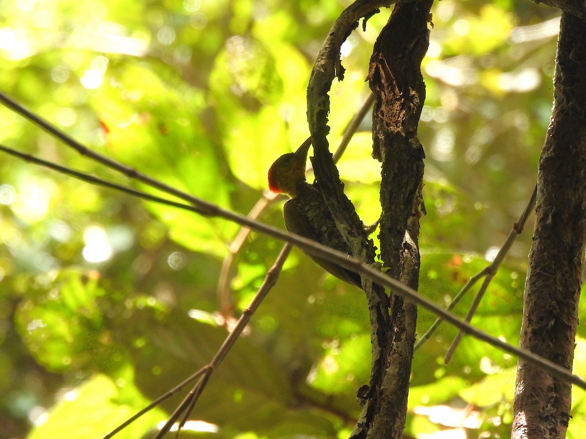 Carpintero Gorjigualdo - ML641193102