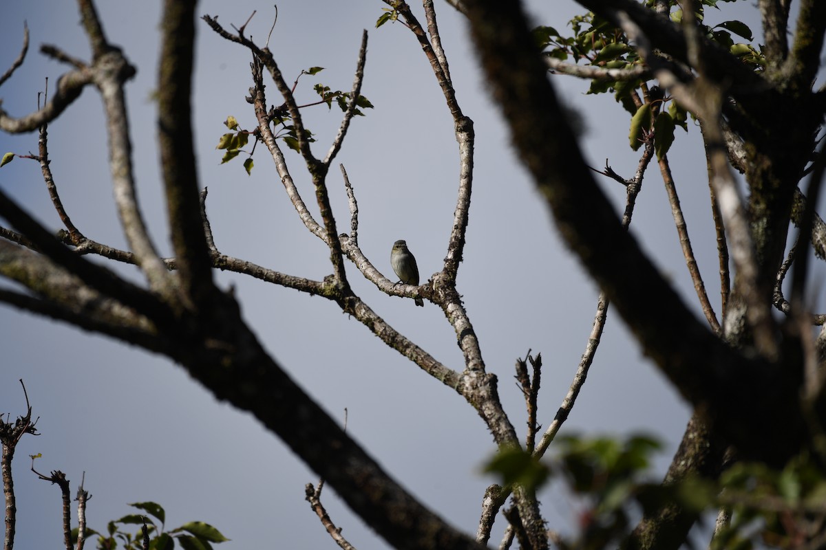 Mistletoe Tyrannulet - ML641193131