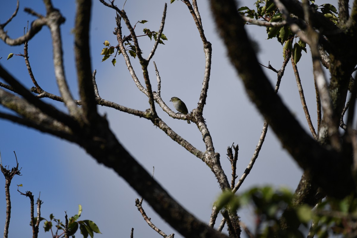 Mistletoe Tyrannulet - ML641193132
