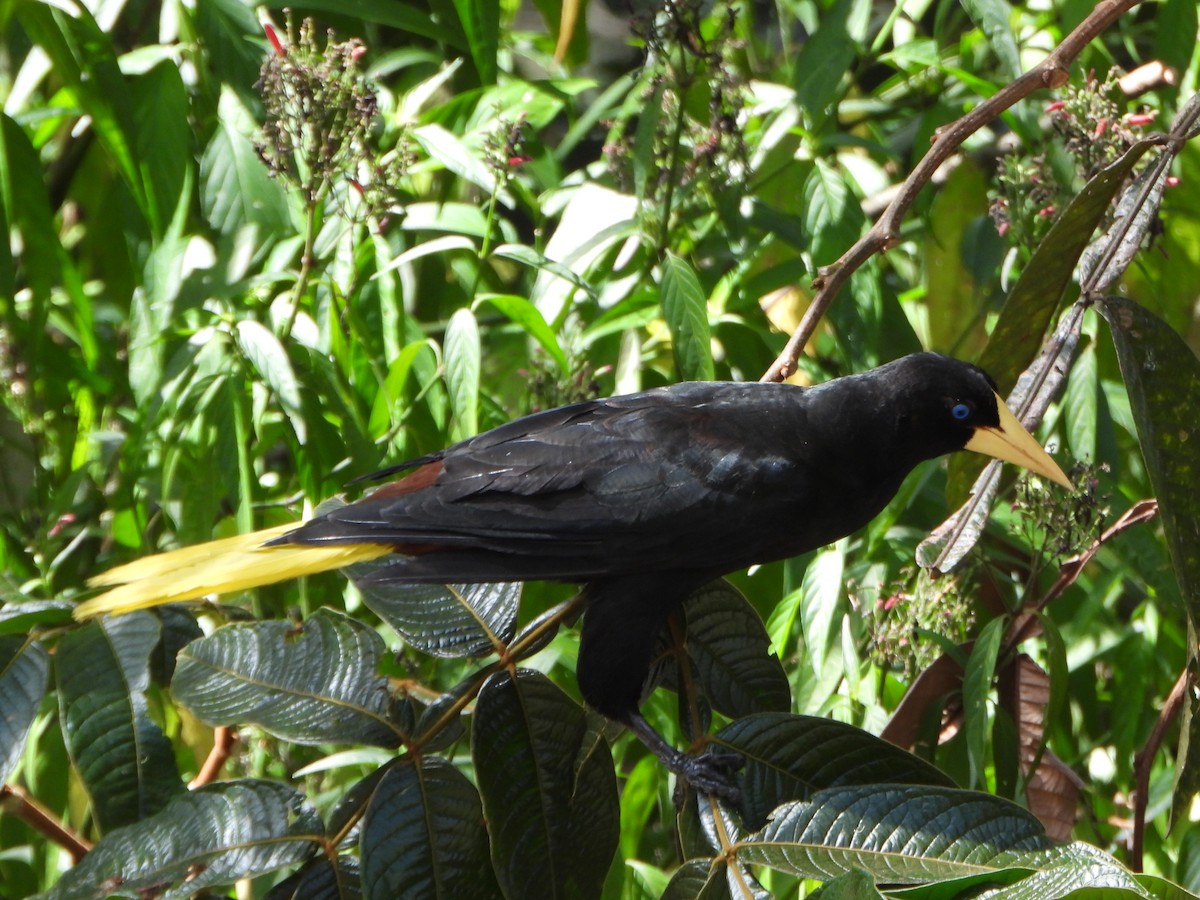 soldatoropendola - ML641193201