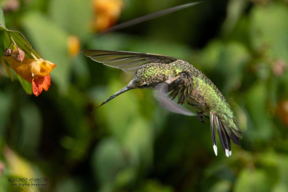 Ruby-throated Hummingbird - ML641193221