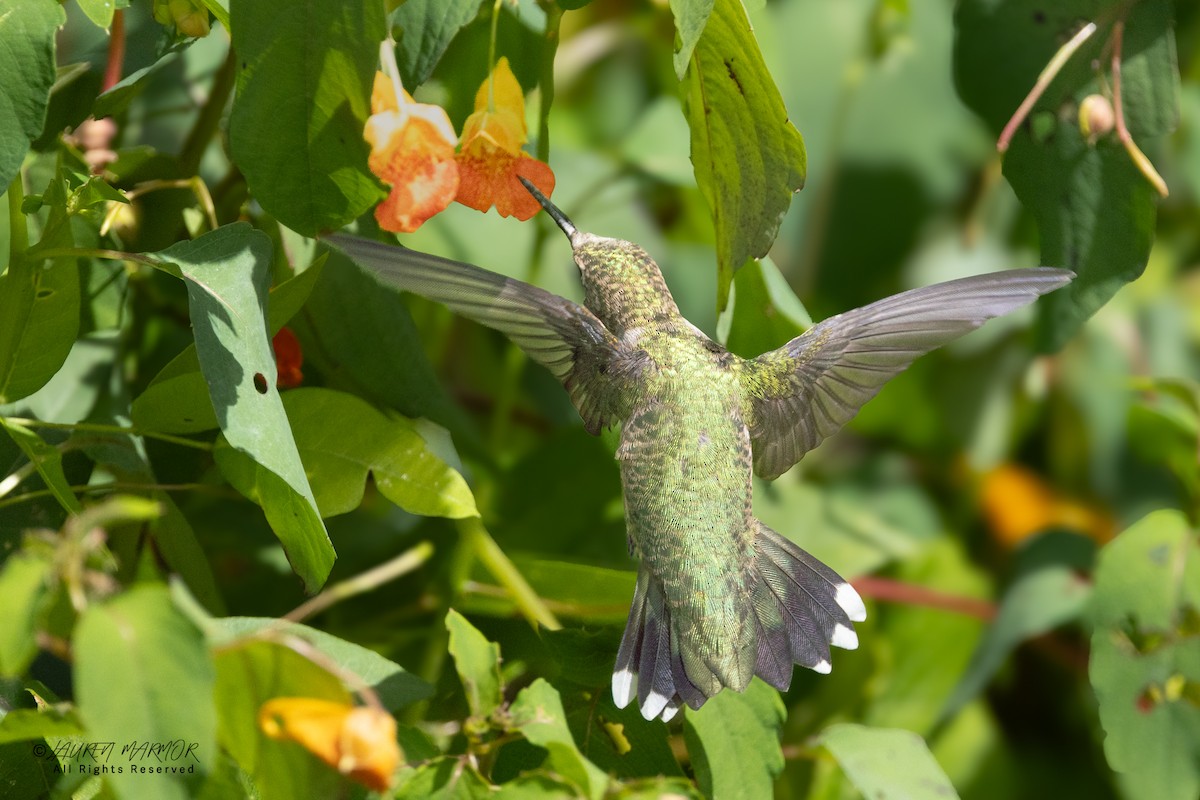 Ruby-throated Hummingbird - ML641193223