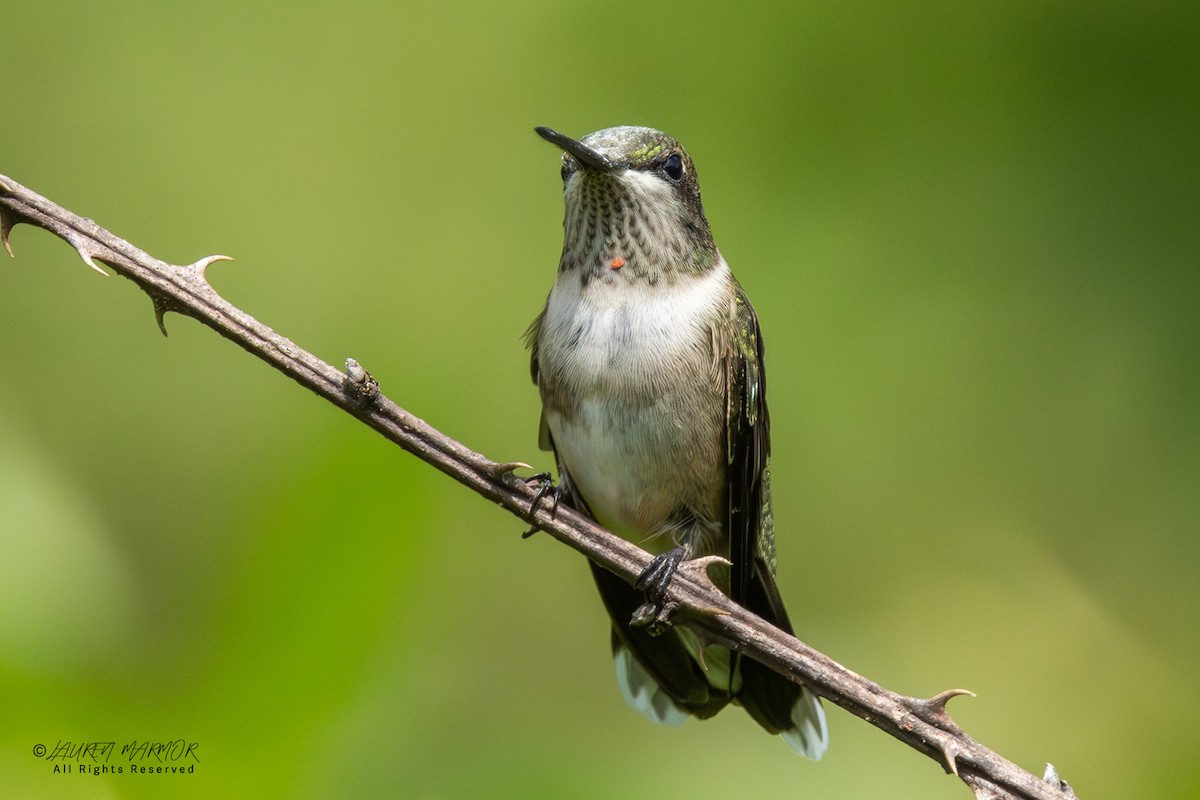 Ruby-throated Hummingbird - ML641193225