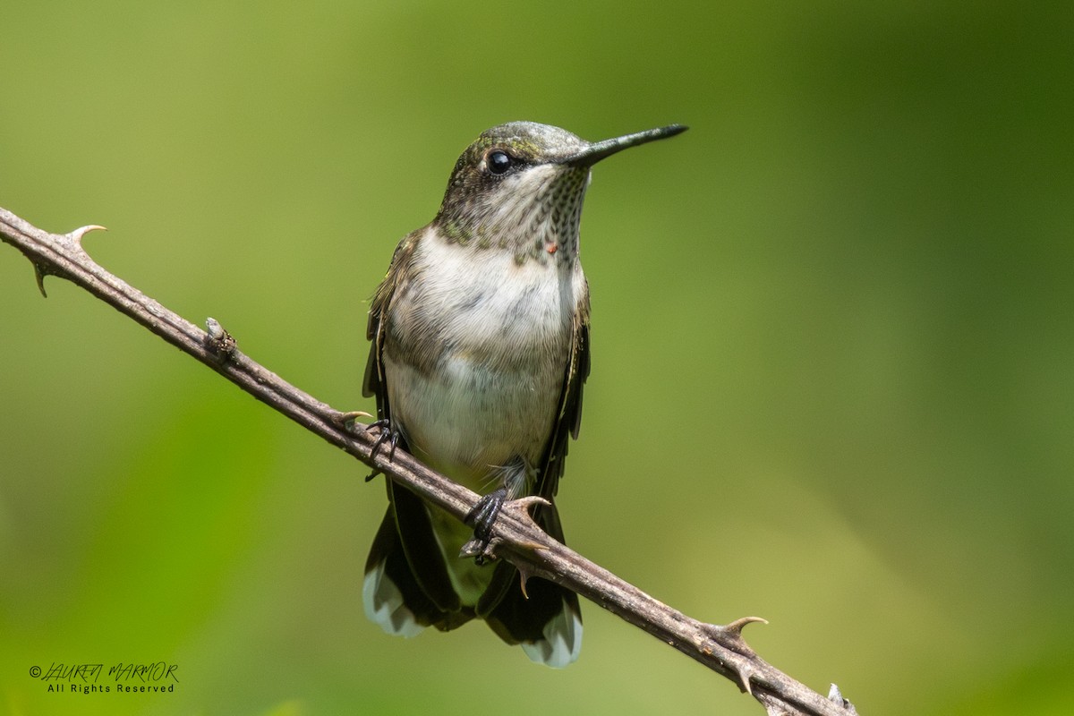 Ruby-throated Hummingbird - ML641193227