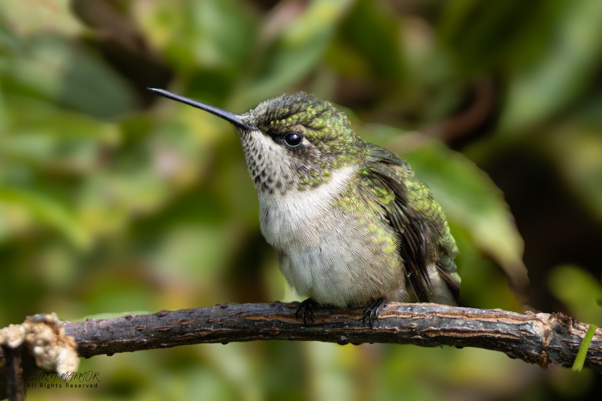 Ruby-throated Hummingbird - ML641193228