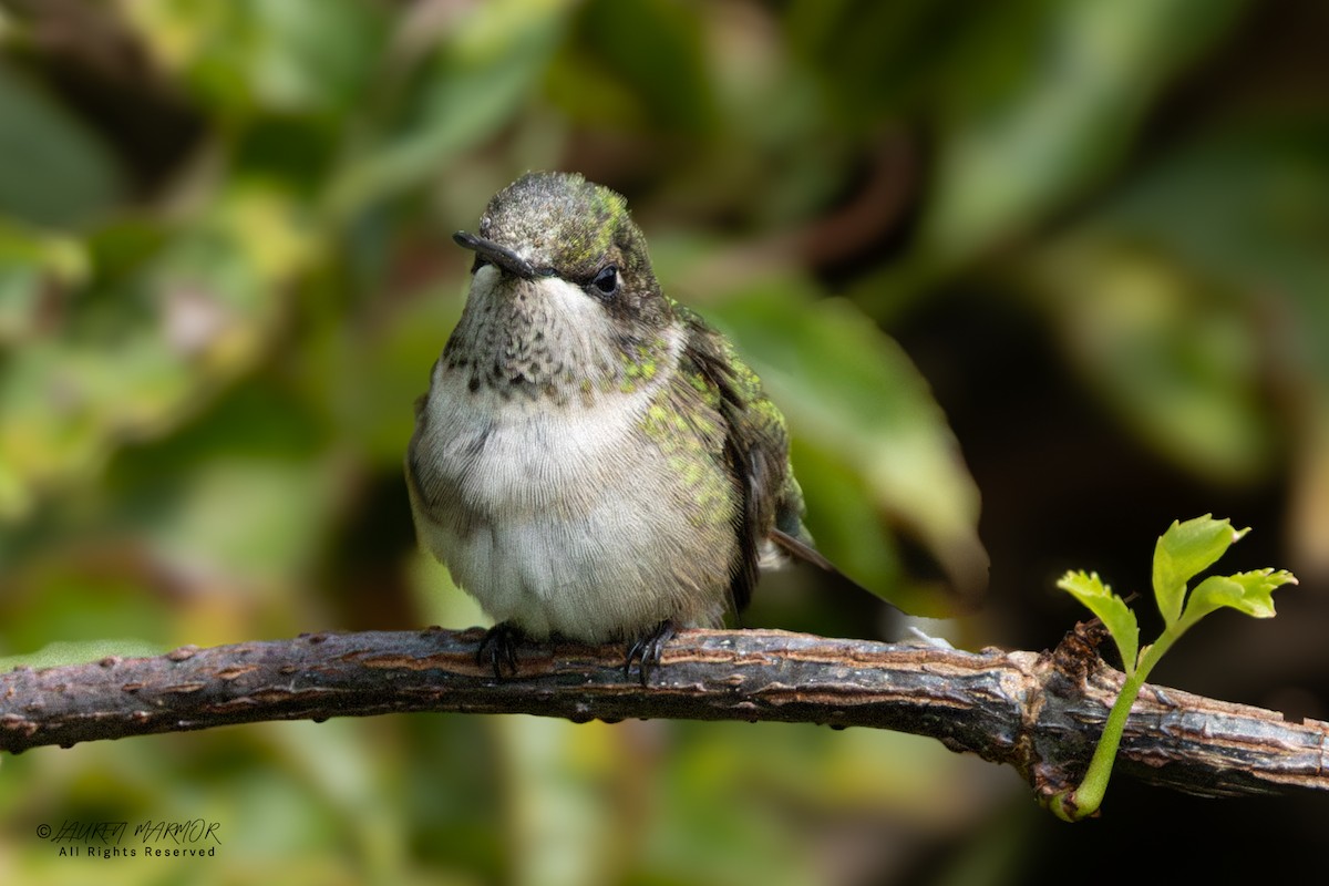 Ruby-throated Hummingbird - ML641193230
