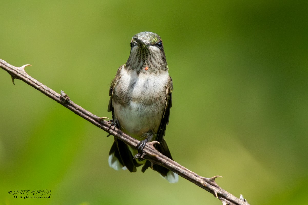 Ruby-throated Hummingbird - ML641193231