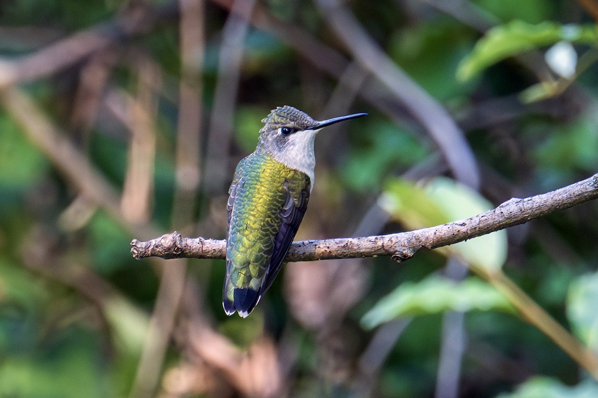 Ruby-throated Hummingbird - ML641193258