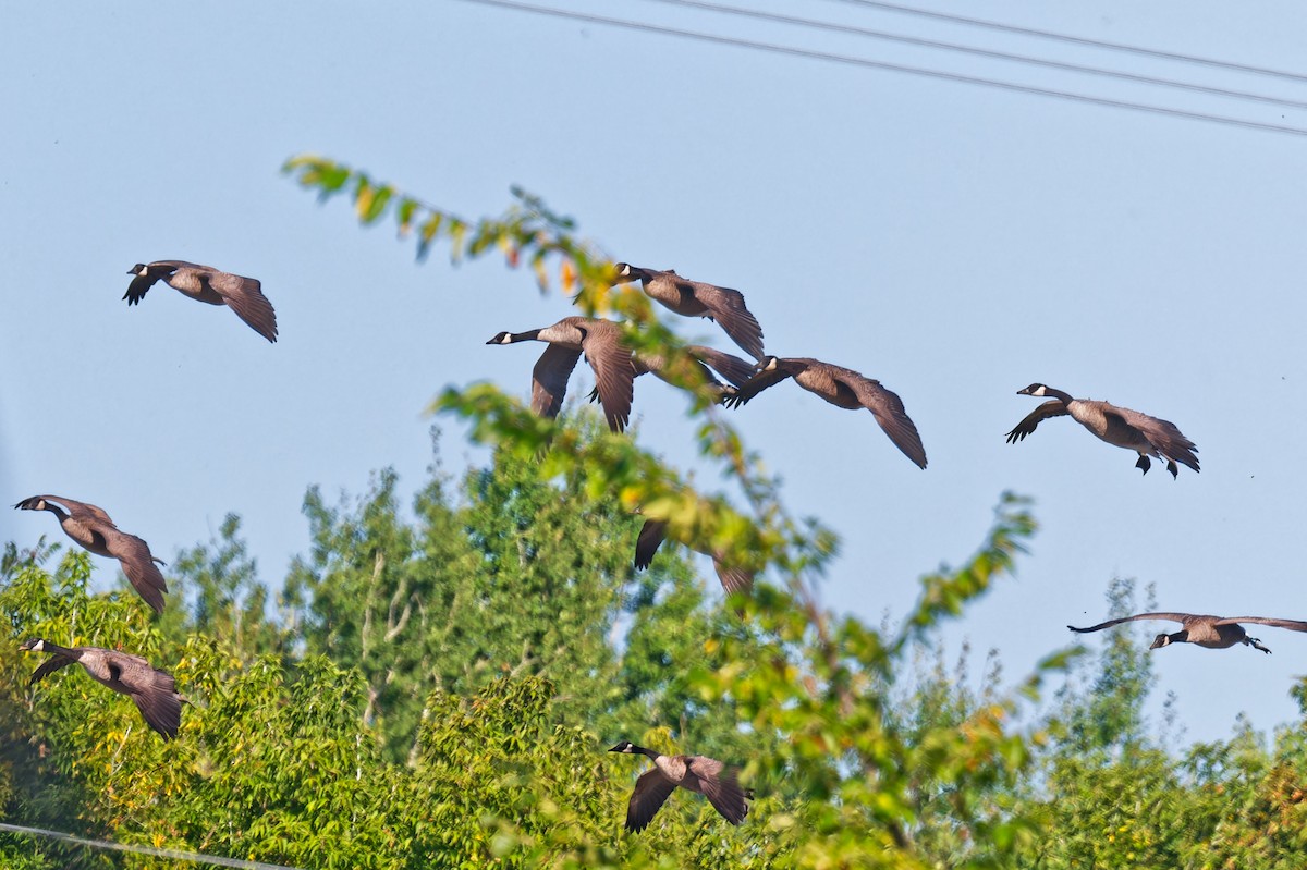 Канад галуу - ML641193286