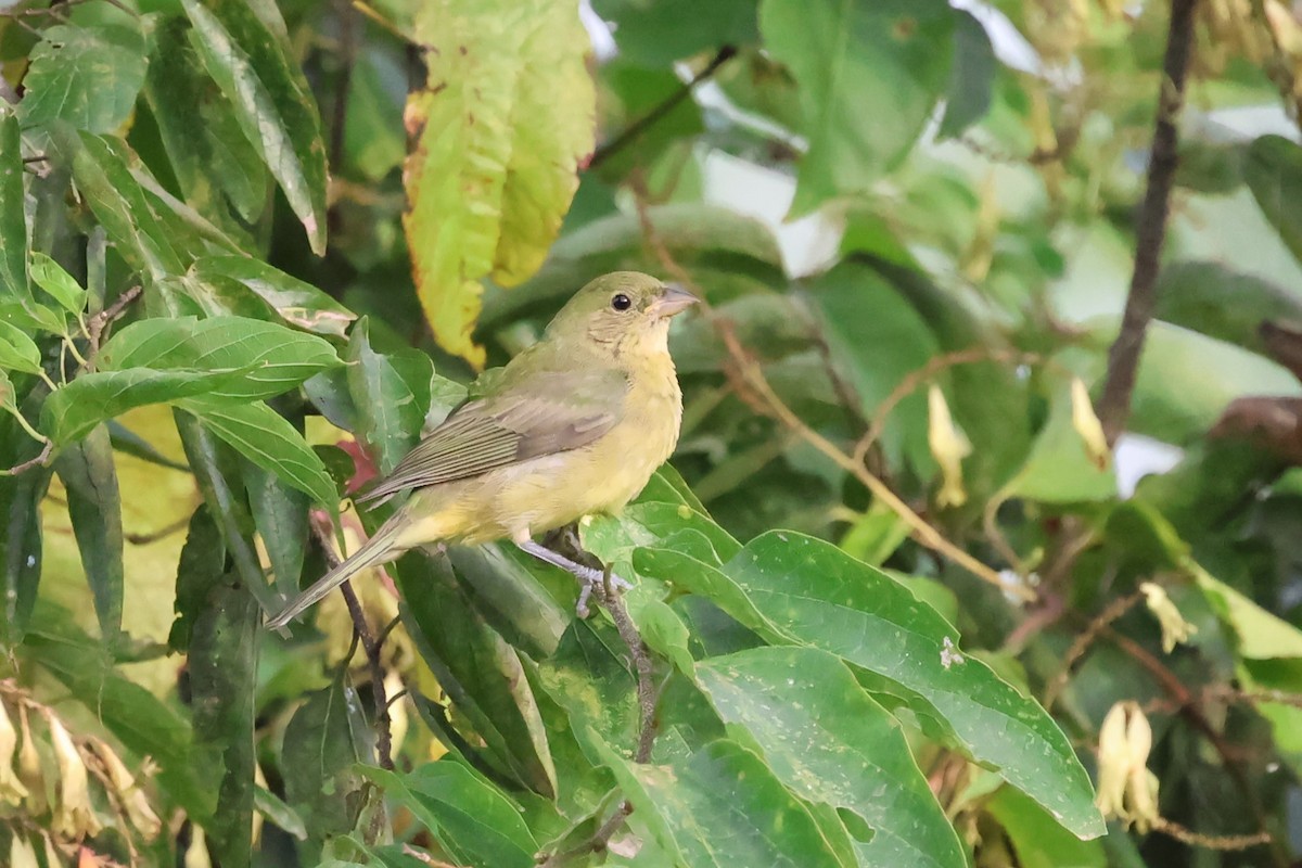 Painted Bunting - ML641193366
