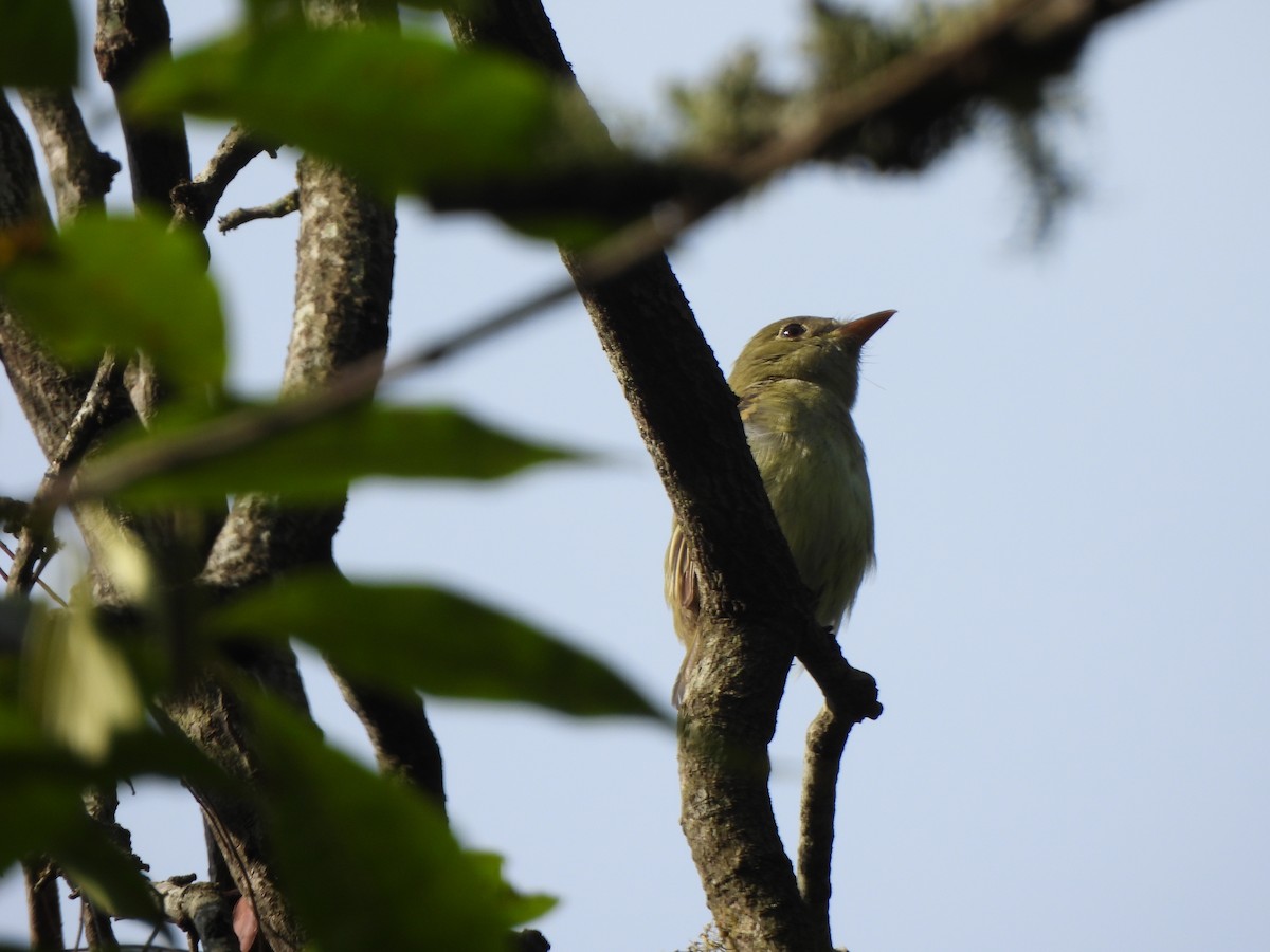 Acadian Flycatcher - ML641193459